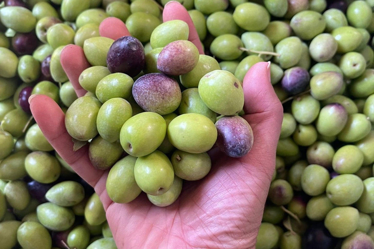 Unveiling the Golden Elixir: What Is So Special About Moroccan Olive Oil